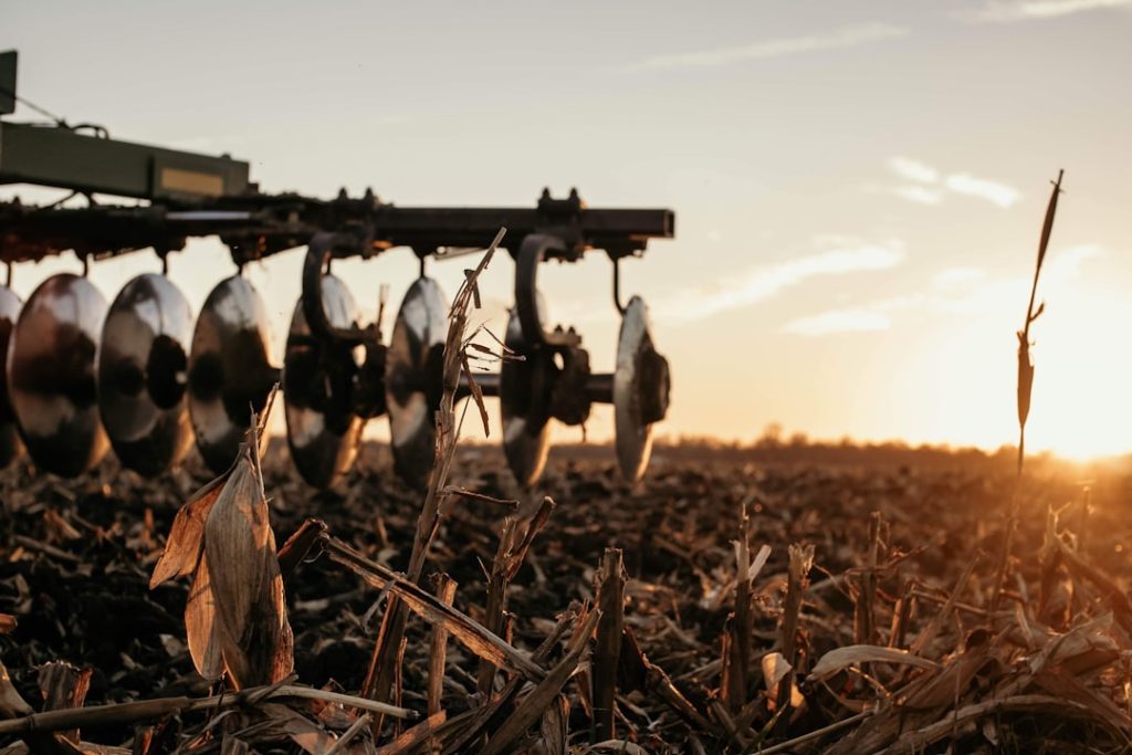 Field at sunset