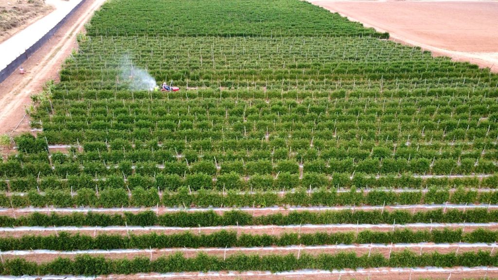 Drone shot of a tomato farm in Ensenada, B.C., Mexico showcasing expansive agricultural fields.