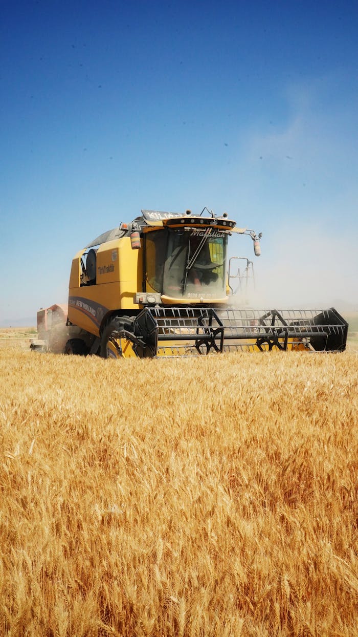 A combine harvester working on a golden wheat field in Niğde, Türkiye, under a clear blue sky.