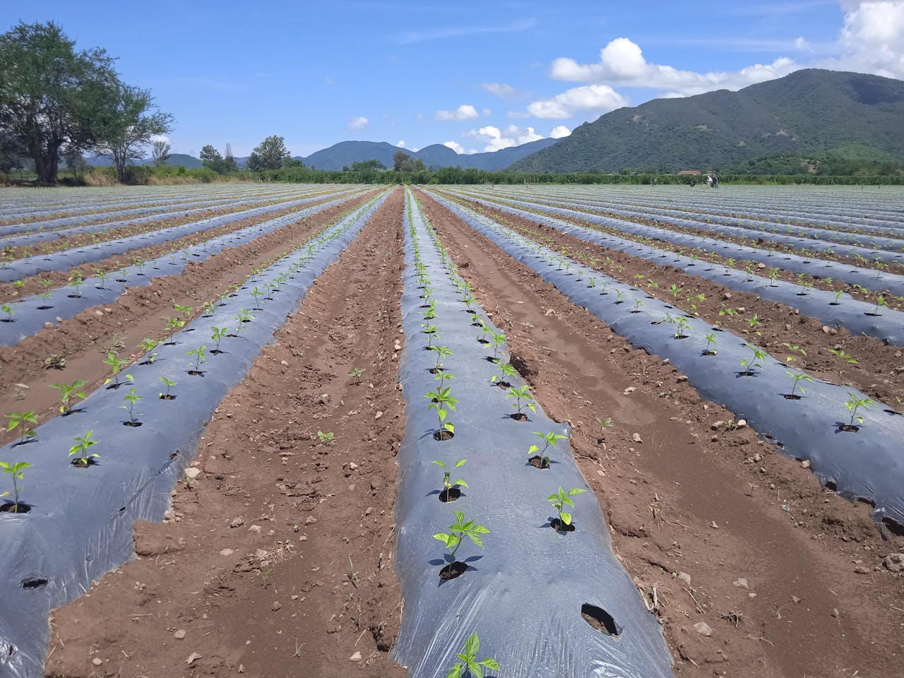 An extensive agricultural field with rows of young plants growing under a blue sky.